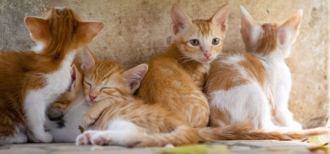 Quel sont les animaux que l&rsquo;homme peut apprivoiser ?